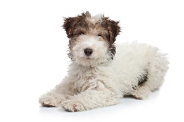 Fox terrier yavrusu