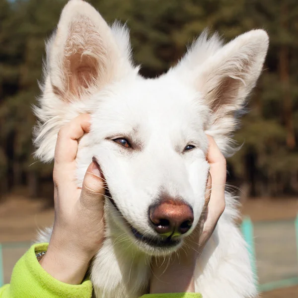 Cão pastor suíço sorri — Fotografia de Stock