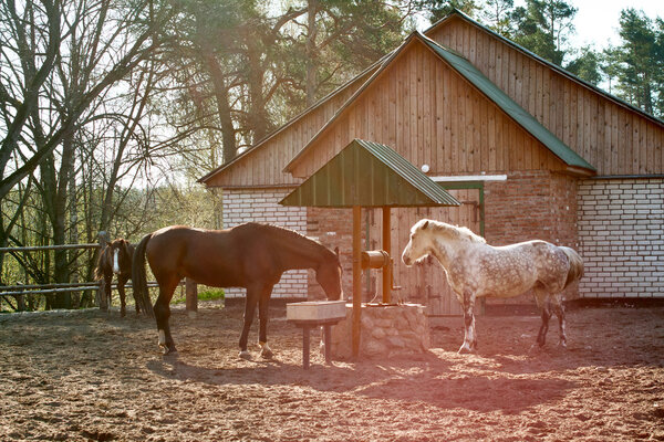 Лошади пьют воду
