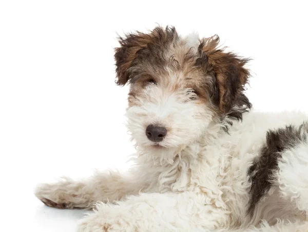 Fox Terrier puppy, 3 months old — Stock Photo, Image