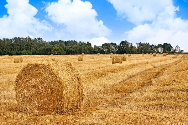 Campo colhido — Fotografia de Stock