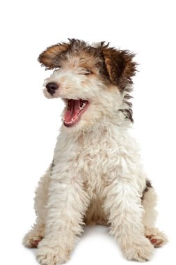 komik tilki korkunç köpek yavrusu