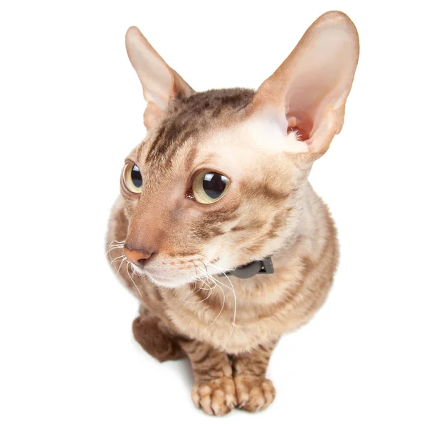 Sitting cat listens — Stock Photo, Image