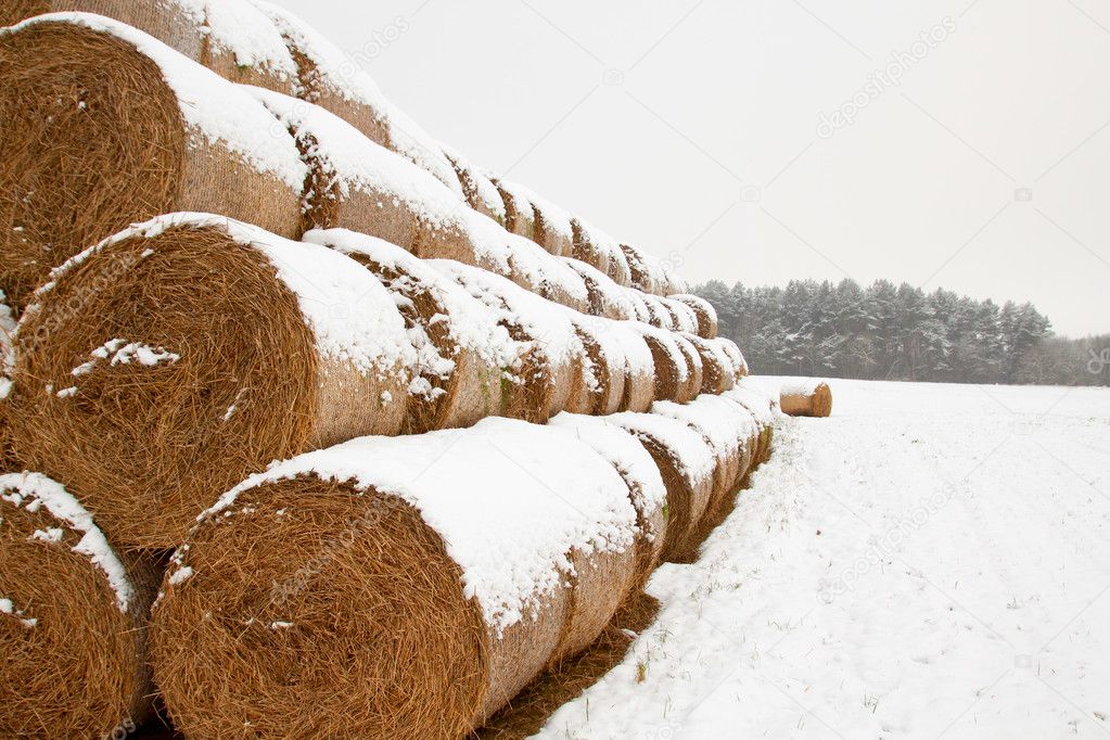Straw Fodder Bales in Winter