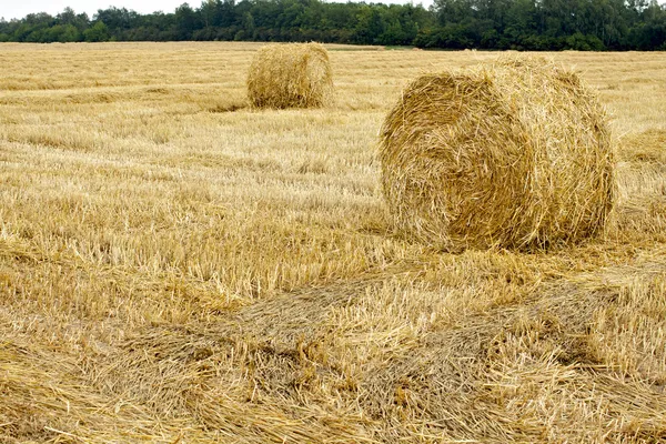 Harvested field — Stock Photo, Image