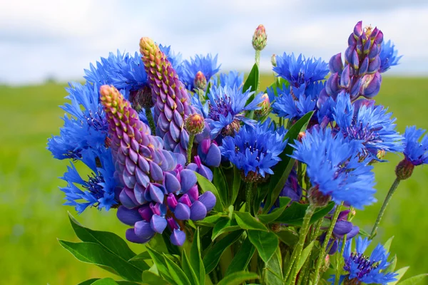 Blumenstrauß aus Kornblumen und Lupinen — Stockfoto