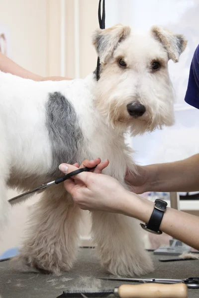 Fox terrier cortándose el pelo — Foto de Stock