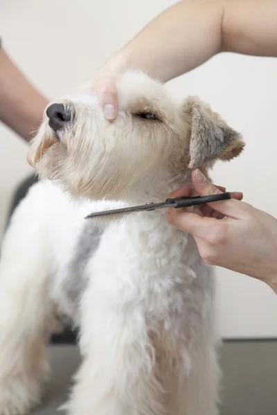 Fox terrier cortándose el pelo — Foto de Stock