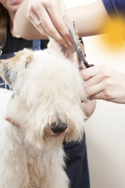 onun saç kesme getting tilki korkunç