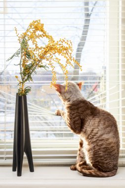 kedi dışında seyir