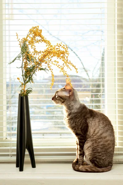 Cat looking on vase — Stock Photo, Image