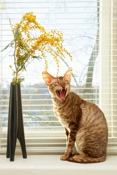 Cat cries — Stock Photo, Image