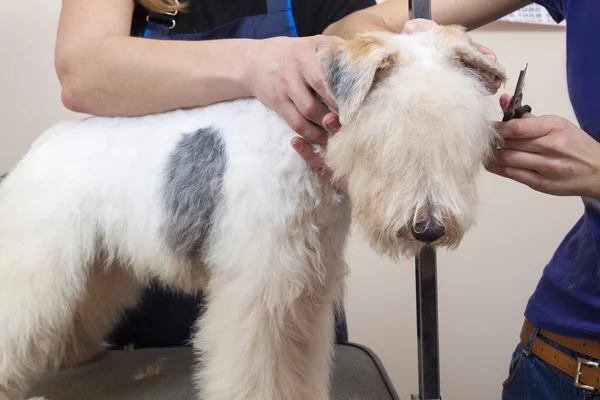 Fox terrier recebendo seu cabelo cortado — Fotografia de Stock