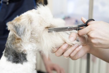 onun saç kesme getting tilki korkunç