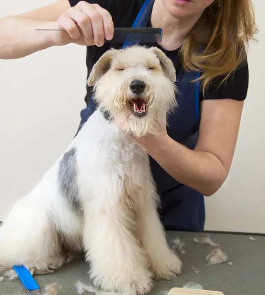Fox terrier getting his hair cut Stock Picture