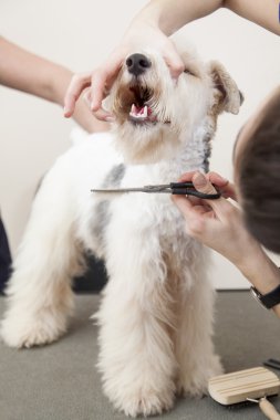 onun saç kesme getting tilki korkunç