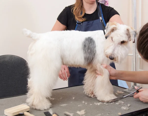 Parrucchiere falcia cappotto fox terrier sulla zampa — Foto Stock