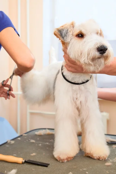 Frisören klipper foxterrier hår på bakbenen tass — Stockfoto