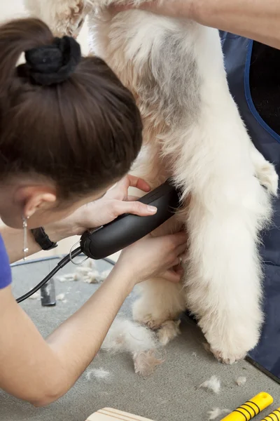 Hairdresser mows fox terrier fur on the belly — Stock Photo, Image