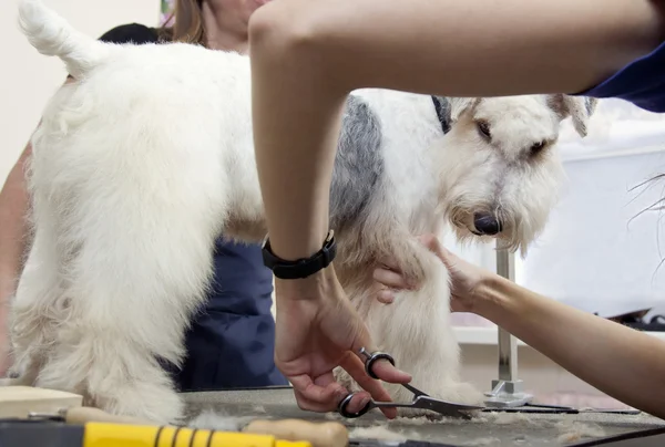 Hairdresser mows coat fox terrier on the paw — Stock Photo, Image