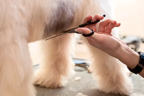 Fox terrier getting his hair cut Royalty Free Stock Images