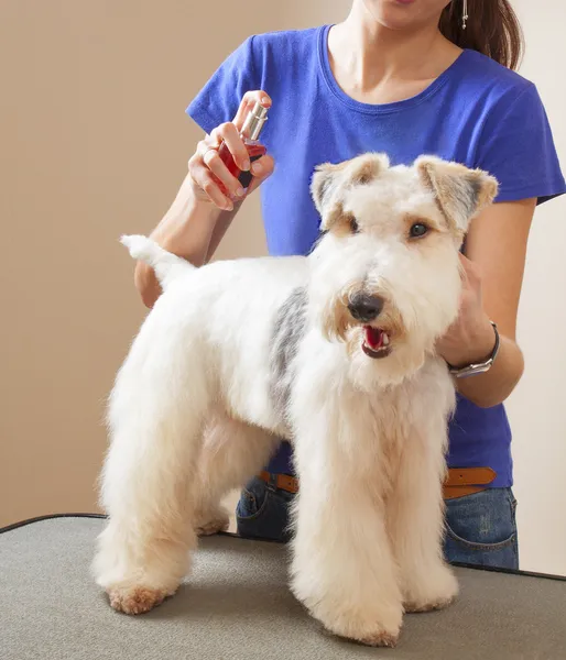 Friseur sprüht Fox Terrier — Stockfoto