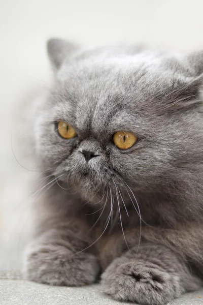 Porträt ernsthafte britische Katze — Stockfoto