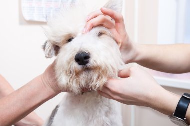 onun saç kesme getting tilki korkunç