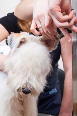 onun saç kesme getting tilki korkunç