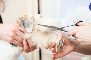 onun saç kesme getting tilki korkunç