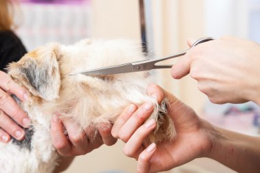 onun saç kesme getting tilki korkunç