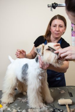 onun saç kesme getting tilki korkunç