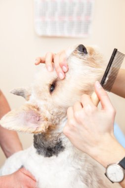 onun saç kesme getting tilki korkunç