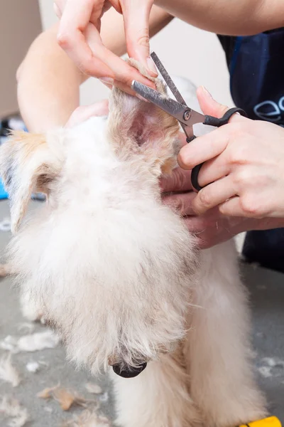 Fox terrier getting his hair cut — Stock Photo, Image