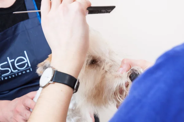 Fox terrier recebendo seu cabelo cortado — Fotografia de Stock