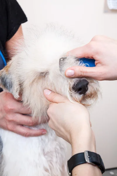 Fox terrier se faire couper les cheveux — Photo