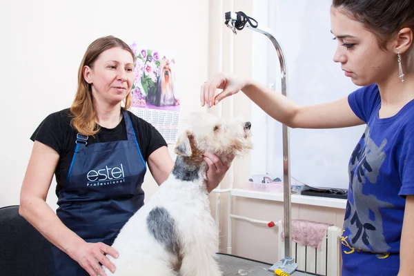 Fox terrier se faire couper les cheveux — Photo