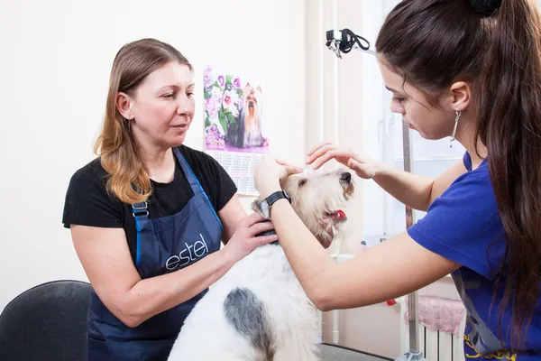 Fox terrier recebendo seu cabelo cortado — Fotografia de Stock