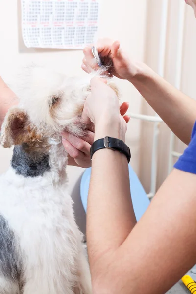 Fox terrier recebendo seu cabelo cortado — Fotografia de Stock