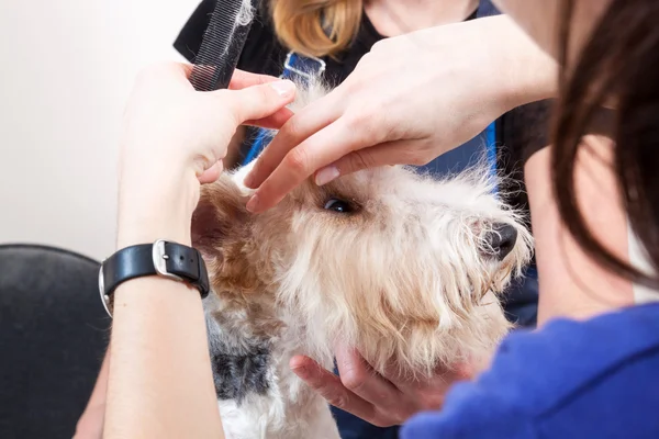 Fox terrier cortándose el pelo — Foto de Stock