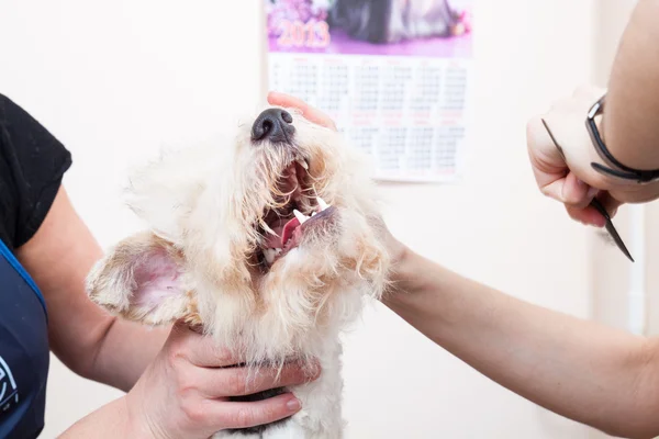 Fox Terrier lässt sich die Haare schneiden — Stockfoto