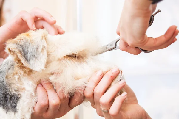 Fox terrier getting his hair cut — Stock Photo, Image