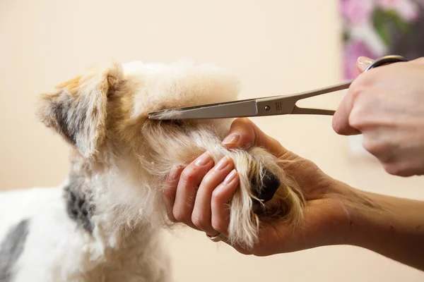 Fox terrier getting his hair cut — Stock Photo, Image