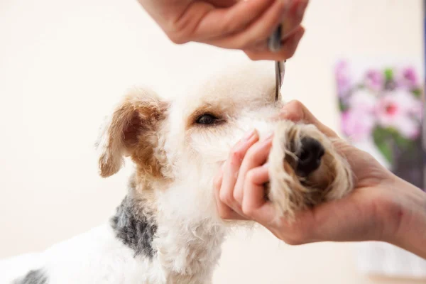 Fox terrier getting his hair cut — Stock Photo, Image