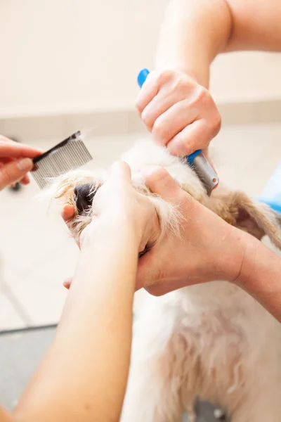 Fox Terrier lässt sich die Haare schneiden — Stockfoto