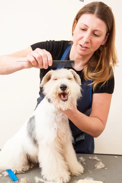 让他剪头发的猎狐犬 — 图库照片