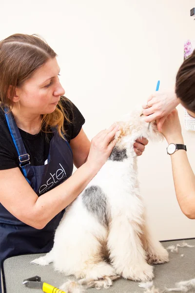 Fox terrier getting his hair cut — Stock Photo, Image