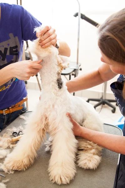 Fox terrier getting his hair cut — Stock Photo, Image