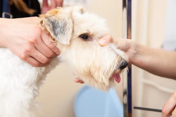 Fox terrier getting his hair cut — Stock Photo, Image