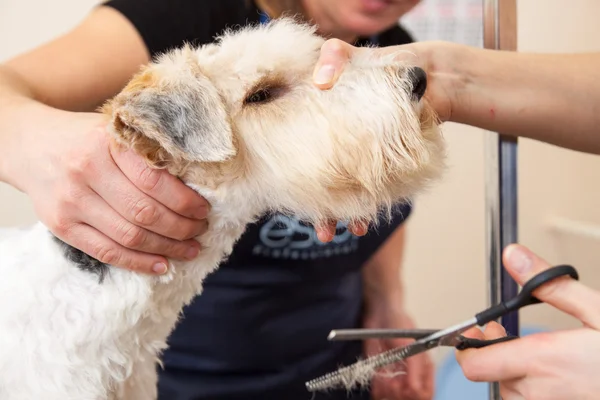 Fox terrier cortándose el pelo —  Fotos de Stock